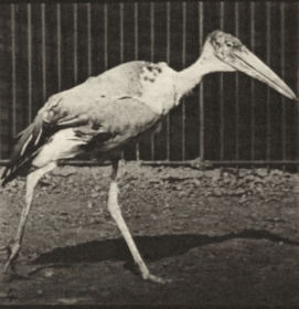 Plate 774 Adjutant walking — figure reference